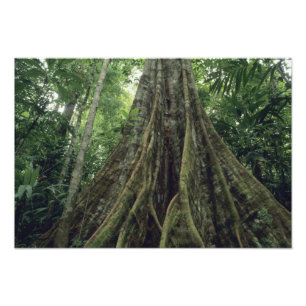 Stachelbaum im Regenwald, Corcovado Fotodruck