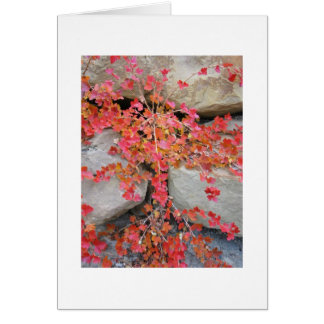 Stachelbeerbusch-Karte