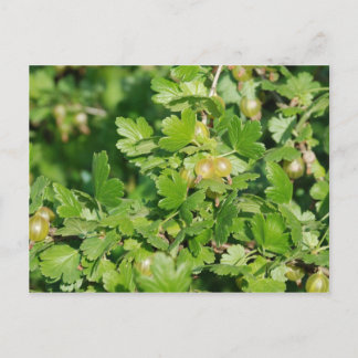 Stachelbeere Postkarte