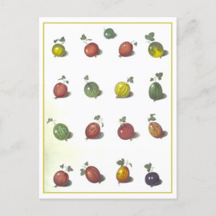 Stachelbeeren Vintage Postkarte
