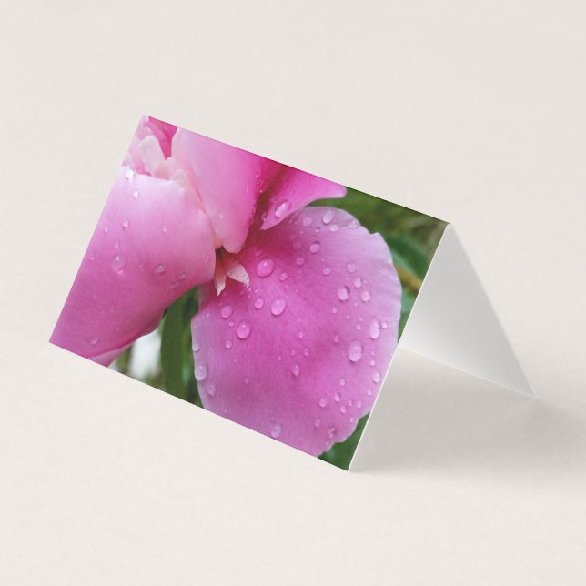 Stachelblatt im Regen (Vorderseite)