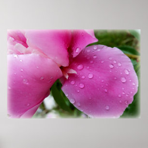 Stachelblatt im Regen Poster