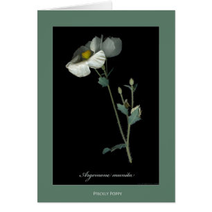 Stachelige Mohnblumen-botanische Druck-Karten
