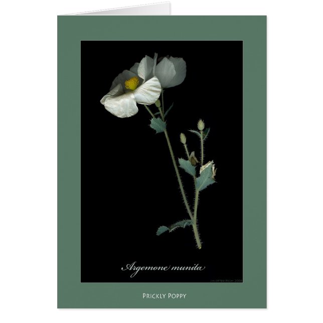 Stachelige Mohnblumen-botanische Druck-Karten (Vorne)