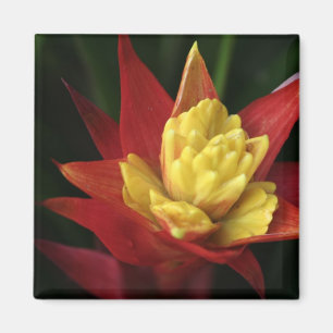 Stacheliger Blumenmagnet Magnet