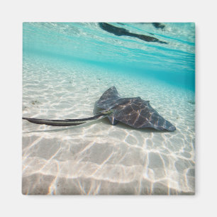 Stachelrochen Magnet