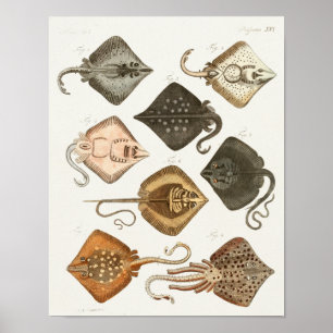 Stachelrochen Skate Vintage Meerestiere Kunst Druc Poster