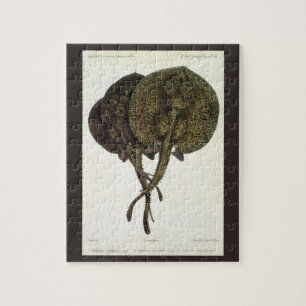 Stachelrochen Stachelrochen, Vintage Meeresleben T Puzzle