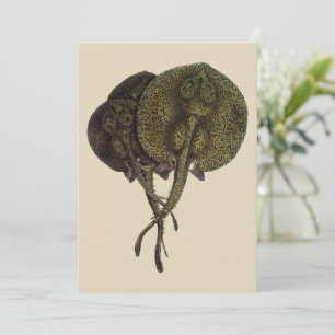 Stachelrochen Stingrays, Vintage Meeresleben Tiere