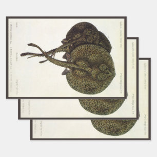 Stachelrochen Stingrays, Vintage Meeresleben Tiere Geschenkpapier Set