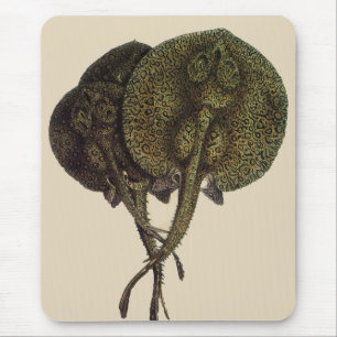 Stachelrochen Stingrays, Vintage Meeresleben Tiere Mousepad