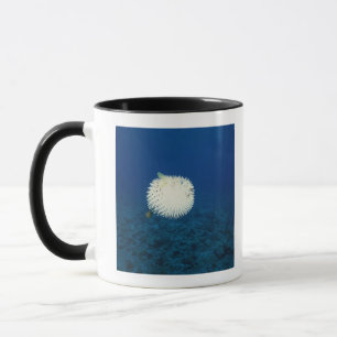 Stachelschwein-Fische Tasse