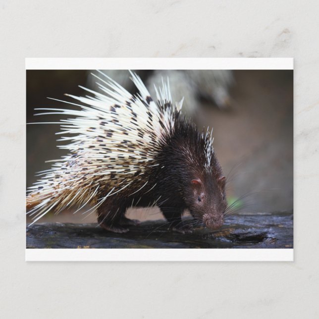 Stachelschwein Postkarte (Vorderseite)