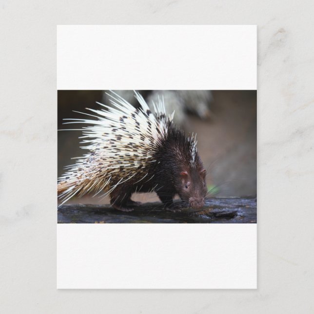 Stachelschwein Postkarte (Vorderseite)