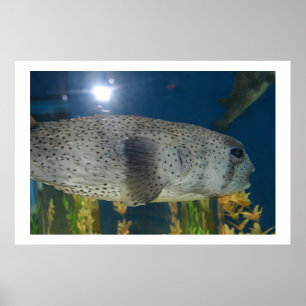Stachelschwein-Puffer Poster