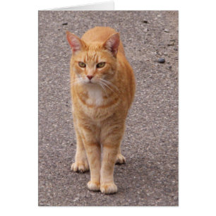 Städtischer Tiger