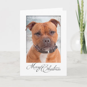 Staffie Christmas Card Karte