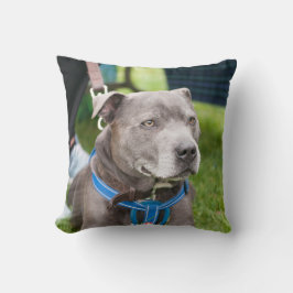 Staffie Wurfs-Kissen Kissen