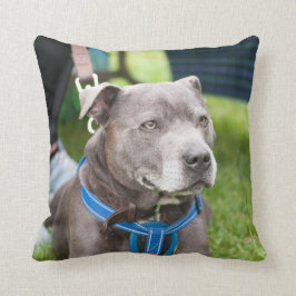 Staffie Wurfs-Kissen Kissen
