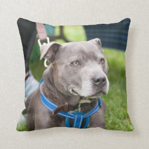 Staffie Wurfs-Kissen Kissen