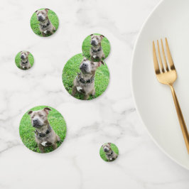 Staffordshire Bull Terrier Achtung: Konfetti