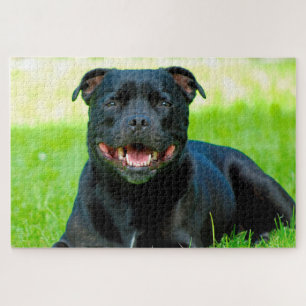 Staffordshire Bull Terrier Hund. Puzzle