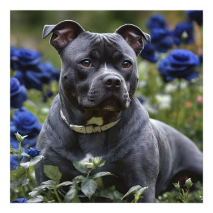 Staffordshire Bull Terrier in Blue Rose Garden, Fotodruck