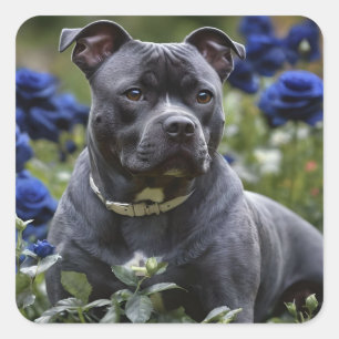 Staffordshire Bull Terrier in Blue Rose Garden, Quadratischer Aufkleber