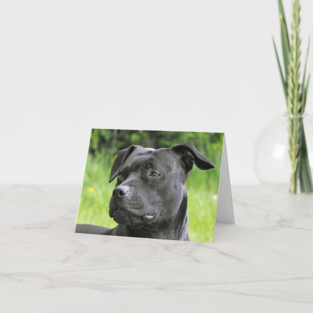 Staffordshire Bull Terrier-Portrait Karte (Vorderseite)