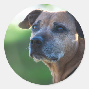 Staffordshire Bull Terrier-Portrait Runder Aufkleber