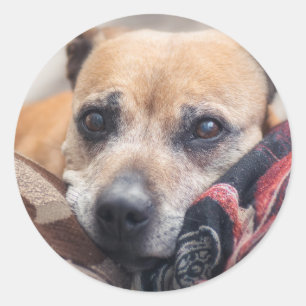 Staffordshire Bull Terrier-Portrait Runder Aufkleber