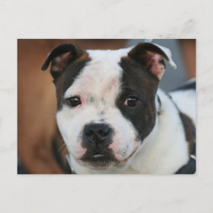Staffordshire Bull Terrier Postcard Postkarte