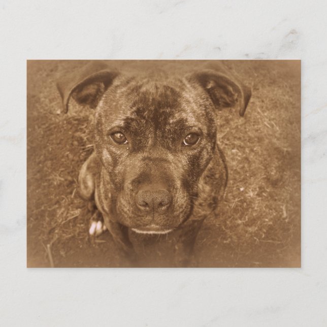 Staffordshire Bull Terrier Postkarte (Vorderseite)