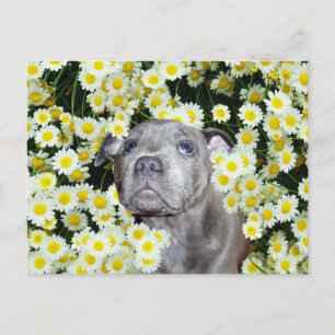 Staffordshire Bull Terrier Puppy in the Daisis, Postkarte