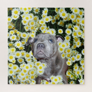 Staffordshire Bull Terrier Puppy in the Daisis, Puzzle