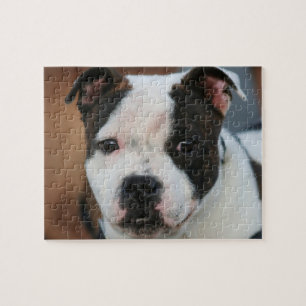 Staffordshire bull terrier puzzle