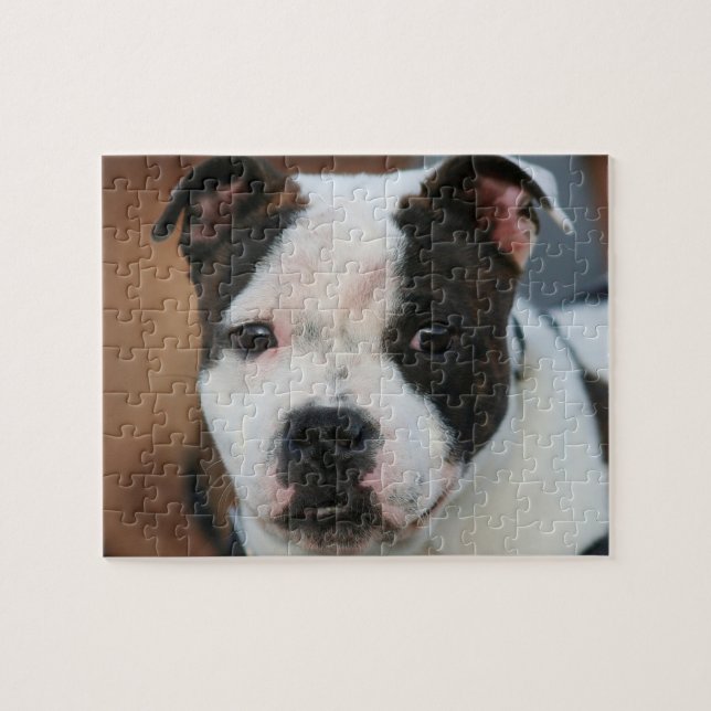Staffordshire bull terrier puzzle (Horizontal)