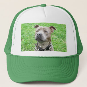 Staffordshire Bull Terrier Sitting, Truckerkappe