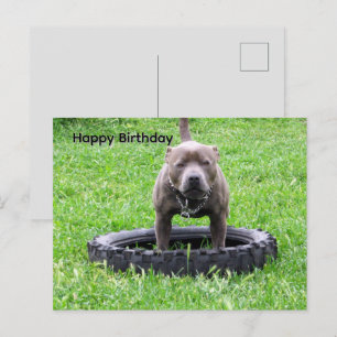 Staffordshire Bull Terrier Spielzeit, Postkarte