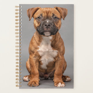 Staffordshire Bull Terrier Welpenplaner Planer