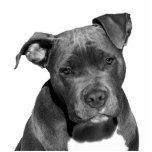 Staffordshire pitbull freistehende fotoskulptur<br><div class="desc">Schwarzer Staffordshire pitbull Hund - Fotoausschnitt.</div>