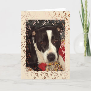 Staffordshire-Terrier-Decke Karte