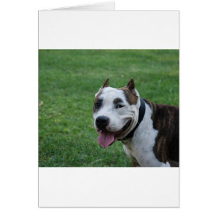 staffy 4.png