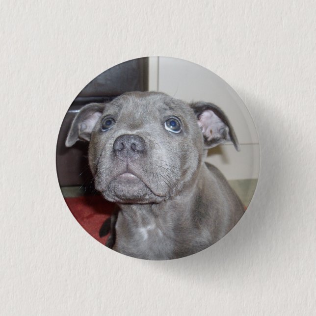 Staffy Puppy Liebe Augen, Button Abzeichen. (Vorderseite)