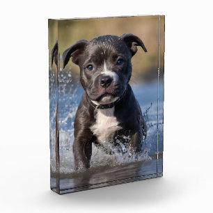 Staffy-Welpe plantscht im Meer, Fotoblock