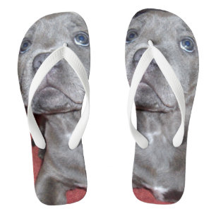 Staffy-Welpe Sooky-Augen, Flip Flops