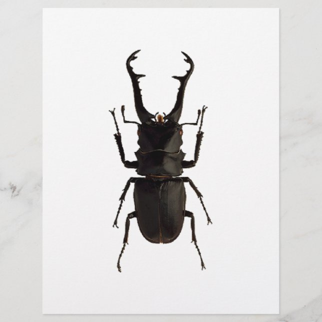 Stag Beetle (Vorderseite)