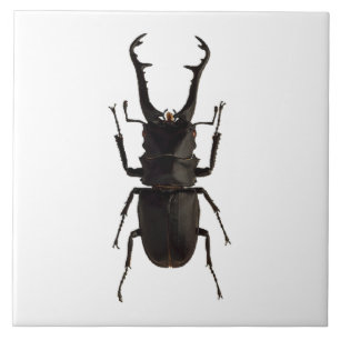 Stag Beetle Fliese