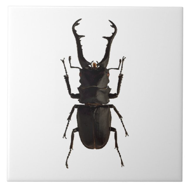 Stag Beetle Fliese (Vorderseite)
