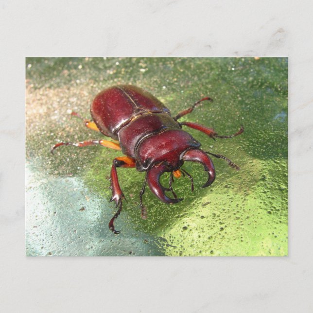 Stag Beetle ~ Postkarte (Vorderseite)